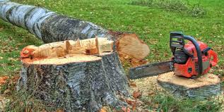 Best Tree Maintenance Programs  in Ranchos De Taos, NM