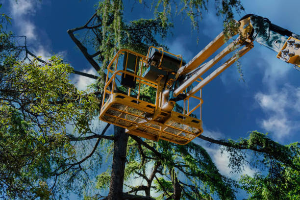 Best Storm Damage Tree Cleanup  in Ranchos De Taos, NM