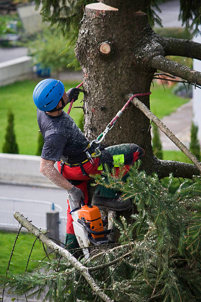 Best Lawn Maintenance Plans  in Ranchos De Taos, NM