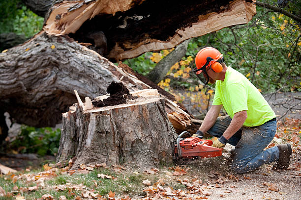  Ranchos De Taos, NM Tree Removal Pros