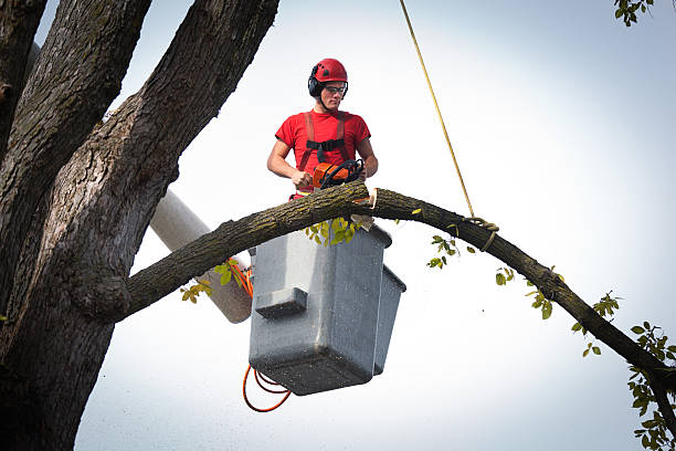 Best Tree and Shrub Care  in Ranchos De Taos, NM