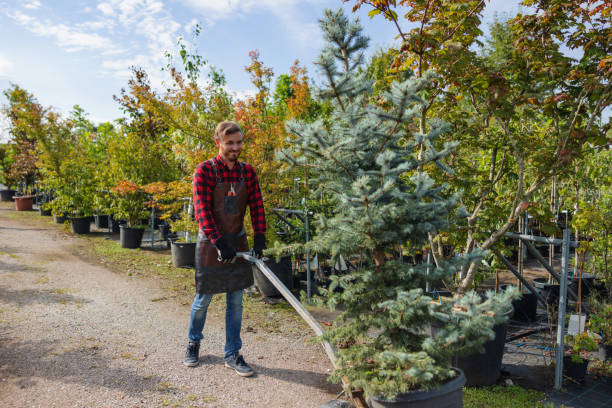 Best Tree Preservation Services  in Ranchos De Taos, NM