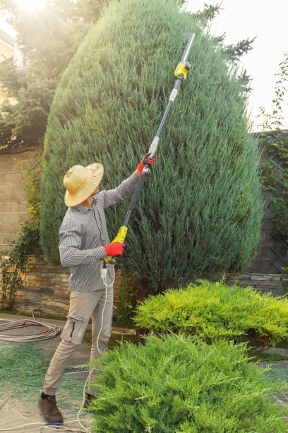 Best Stump Grinding and Removal  in Ranchos De Taos, NM