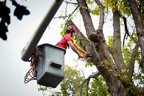 Best Tree Cabling and Bracing  in Ranchos De Taos, NM