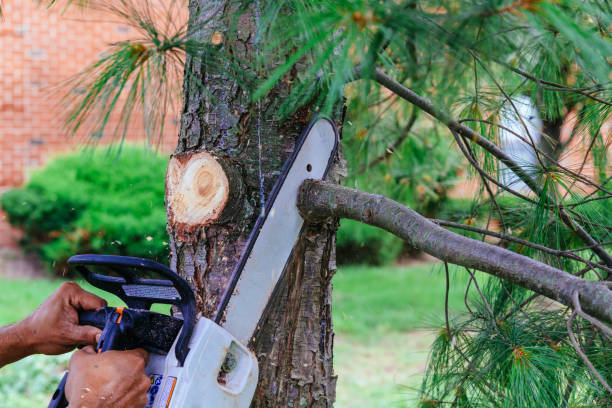 How Our Tree Care Process Works  in  Ranchos De Taos, NM